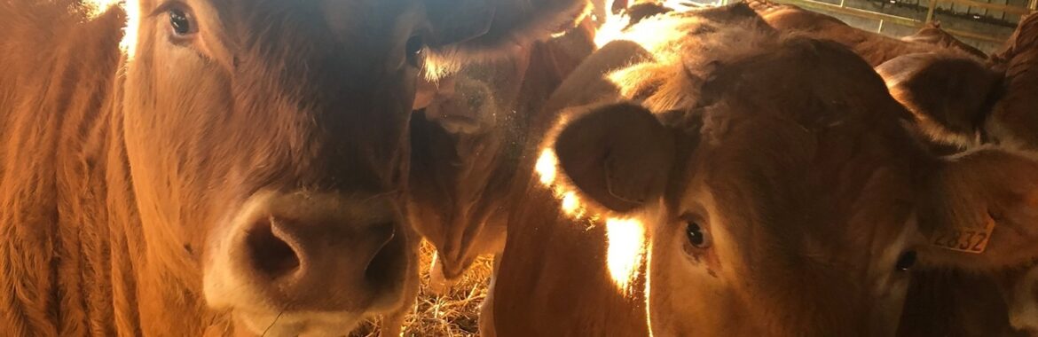 vaches Johanna
